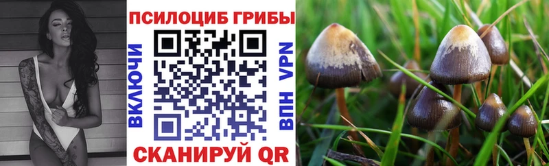 Купить где  Разумное  Галлюциногенные грибы Psilocybine cubensis 